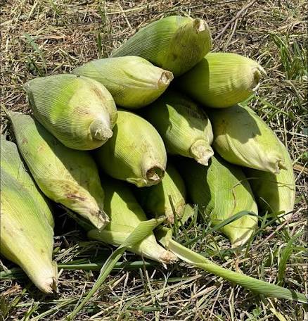 White maize